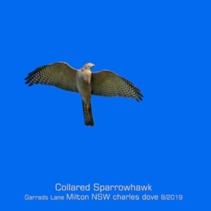 Tachyspiza cirrocephala at Milton, NSW - 2 Aug 2019 12:00 AM
