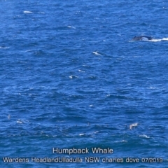 Megaptera novaeangliae (Humpback Whale) at Ulladulla, NSW - 31 Jul 2019 by CharlesDove