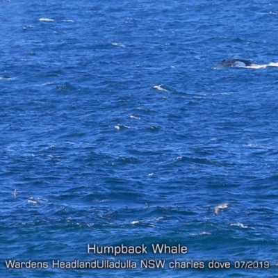 Megaptera novaeangliae (Humpback Whale) at Ulladulla, NSW - 30 Jul 2019 by Charles Dove