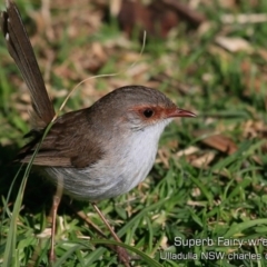 Malurus cyaneus (Superb Fairywren) at Ulladulla - Warden Head Bushcare - 29 Jul 2019 by CharlesDove