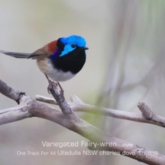 Malurus lamberti (Variegated Fairywren) at Ulladulla, NSW - 30 Jul 2019 by CharlesDove