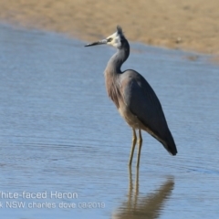 Egretta novaehollandiae (White-faced Heron) at Mollymook Beach, NSW - 4 Aug 2019 by CharlesDove