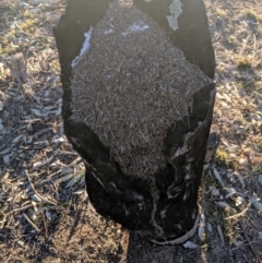 Papyrius nitidus at Strathnairn, ACT - 6 Aug 2019