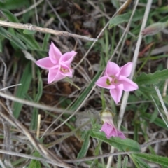 Convolvulus angustissimus subsp. angustissimus (Australian Bindweed) at Franklin, ACT - 25 Oct 2018 by JanetRussell