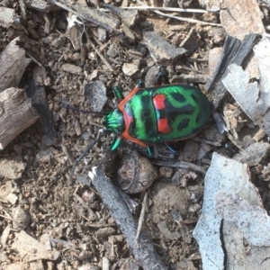 Scutiphora pedicellata at Griffith, ACT - 6 Aug 2019 11:40 AM