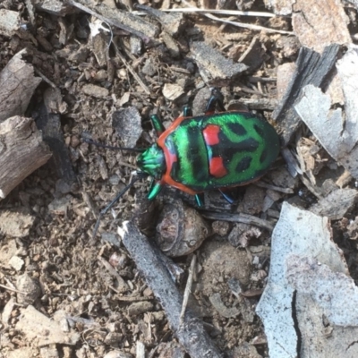 Scutiphora pedicellata (Metallic Jewel Bug) at Griffith Woodland - 6 Aug 2019 by AlexKirk