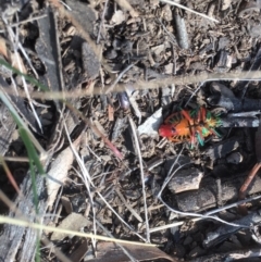 Scutiphora pedicellata at Griffith, ACT - 6 Aug 2019 11:40 AM