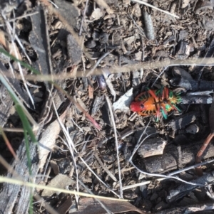 Scutiphora pedicellata at Griffith, ACT - 6 Aug 2019 11:40 AM