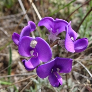 Swainsona sp. at Franklin, ACT - 25 Oct 2018 09:48 AM