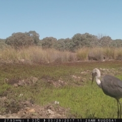 Ardea pacifica (White-necked Heron) at Yass River, NSW - 29 Mar 2017 by SenexRugosus