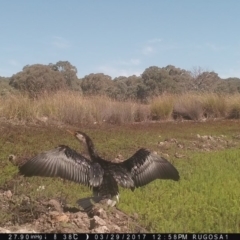 Microcarbo melanoleucos at Yass River, NSW - 29 Mar 2017