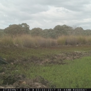 Grallina cyanoleuca at Yass River, NSW - 30 Mar 2017