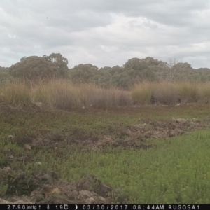 Grallina cyanoleuca at Yass River, NSW - 30 Mar 2017