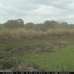 Grallina cyanoleuca at Yass River, NSW - 30 Mar 2017