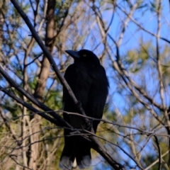 Strepera graculina (Pied Currawong) at Dunlop, ACT - 6 Aug 2019 by Kurt