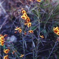 Dillwynia sericea (Egg And Bacon Peas) at Barneys Hill/Mt Stranger - 28 Sep 2000 by MichaelBedingfield