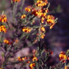 Dillwynia sericea (Egg And Bacon Peas) at Gungaderra Grasslands - 21 Nov 2004 by MichaelBedingfield