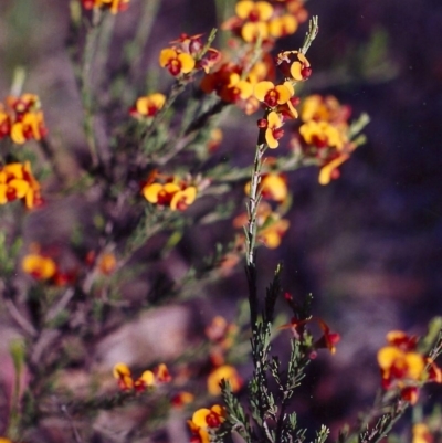 Dillwynia sericea (Egg And Bacon Peas) at Crace, ACT - 21 Nov 2004 by MichaelBedingfield