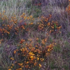 Dillwynia sericea (Egg And Bacon Peas) at Rob Roy Range - 26 Oct 2000 by MichaelBedingfield