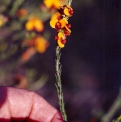 Dillwynia sericea (Egg And Bacon Peas) at Tuggeranong Hill - 25 Oct 2000 by michaelb