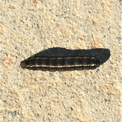 Apina callisto (Pasture Day Moth) at Harrison, ACT - 3 Aug 2019 by davobj