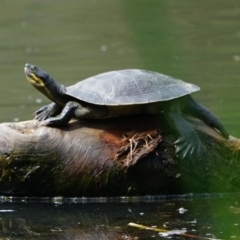 Emydura macquarii (Macquarie Turtle) at Kiah, NSW - 18 Dec 2018 by jimm