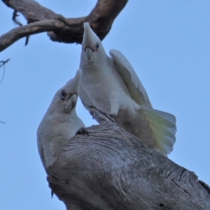 Cacatua sanguinea at Red Hill, ACT - 6 Aug 2019 05:02 PM