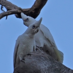 Cacatua sanguinea at Red Hill, ACT - 6 Aug 2019 05:02 PM