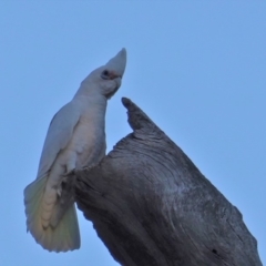 Cacatua sanguinea at Red Hill, ACT - 6 Aug 2019 05:02 PM