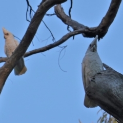 Cacatua sanguinea at Red Hill, ACT - 6 Aug 2019 05:02 PM