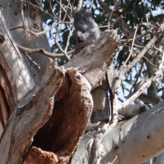 Callocephalon fimbriatum (Gang-gang Cockatoo) at GG229 - 7 Aug 2019 by JackyF