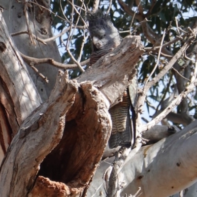 Callocephalon fimbriatum (Gang-gang Cockatoo) at GG229 - 7 Aug 2019 by JackyF