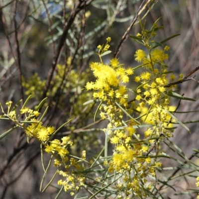 Acacia boormanii (Snowy River Wattle) at Hughes, ACT - 5 Aug 2019 by JackyF