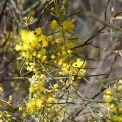 Acacia boormanii at Hughes, ACT - 5 Aug 2019