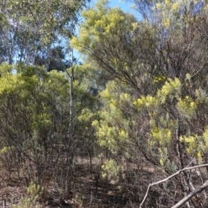 Acacia boormanii at Hughes, ACT - 5 Aug 2019