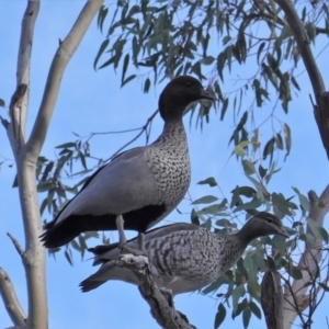 Chenonetta jubata at Hughes, ACT - 7 Aug 2019