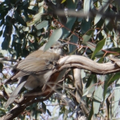 Colluricincla harmonica (Grey Shrikethrush) at Hughes, ACT - 7 Aug 2019 by JackyF