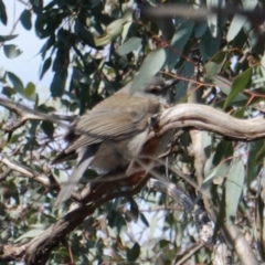 Colluricincla harmonica at Hughes, ACT - 7 Aug 2019 10:38 AM