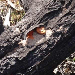 Papyrius nitidus at Hughes, ACT - 5 Aug 2019