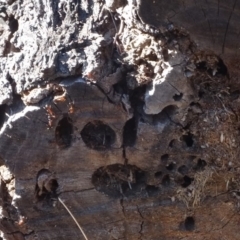 Papyrius nitidus at Hughes, ACT - 5 Aug 2019