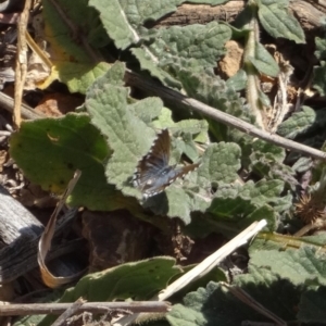 Theclinesthes serpentata at Deakin, ACT - 7 Aug 2019 01:30 PM