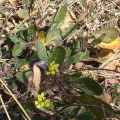 Theclinesthes serpentata at Deakin, ACT - 7 Aug 2019 01:30 PM