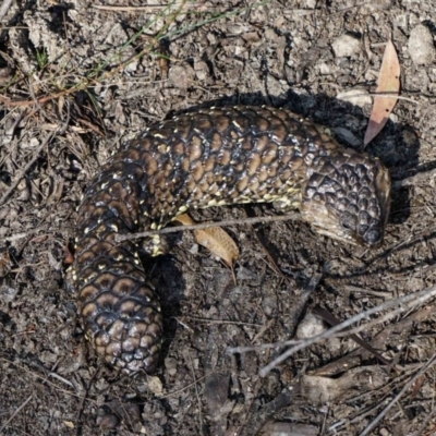 Tiliqua rugosa (Shingleback Lizard) at Kiah, NSW - 4 Aug 2019 by jimm