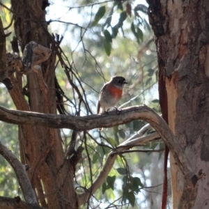 Petroica boodang at Hughes, ACT - 7 Aug 2019 02:19 PM