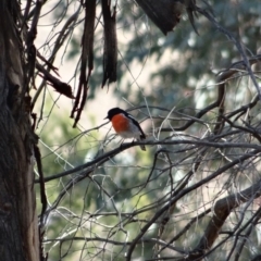 Petroica boodang at Hughes, ACT - 7 Aug 2019 02:19 PM