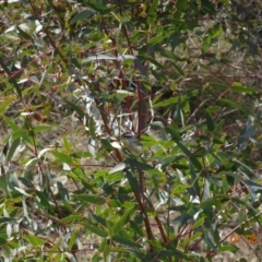 Pardalotus striatus at Paddys River, ACT - 7 Aug 2019