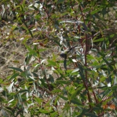 Pardalotus striatus at Paddys River, ACT - 7 Aug 2019