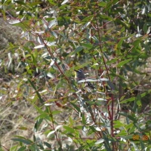 Pardalotus striatus at Paddys River, ACT - 7 Aug 2019