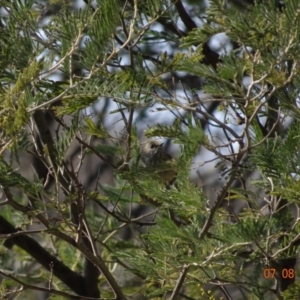 Acanthiza pusilla at Tennent, ACT - 7 Aug 2019