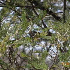 Acanthiza pusilla at Tennent, ACT - 7 Aug 2019